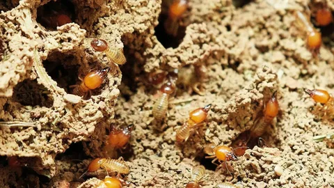 Top 5 Signs You Have a Termite Infestation in Jackson, MS (And What to Do About It)