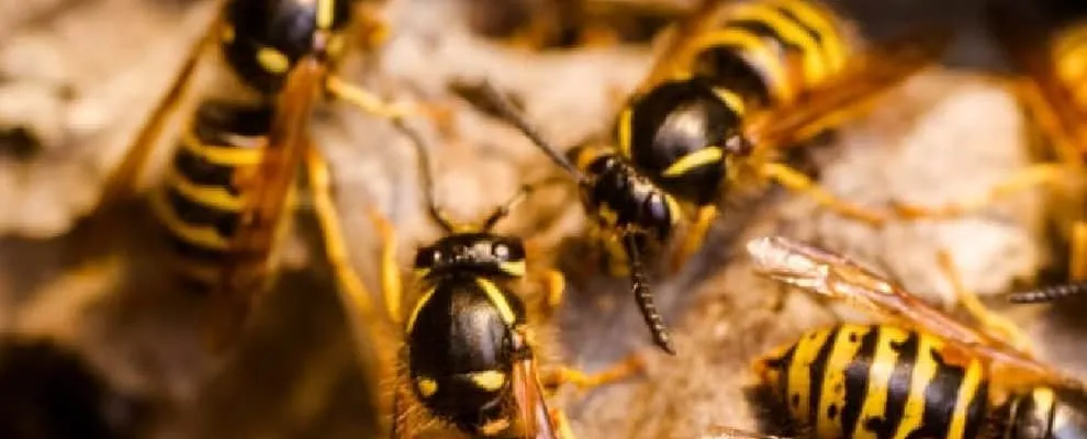 Wasp Control Service in Florence, MS