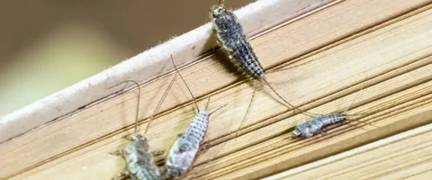Earwig, and Silverfish Control in Florence