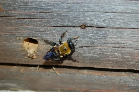 Carpenter Bee Control Services in Florence, MS