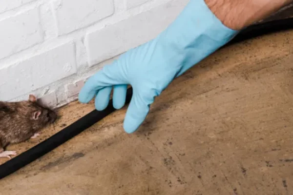 Mice and Rat Control Service in Florence