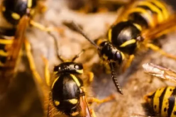 Wasp Control Service in Florence, MS